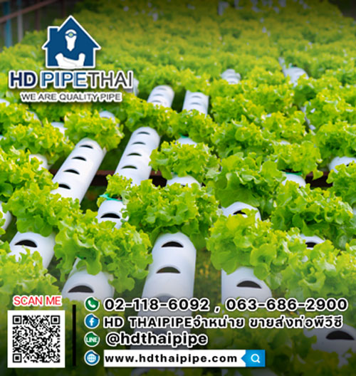 ปลูกผักไฮโดรโปนิกส์ด้วยท่อ-PVC ปลูกผักไฮโดรโปนิกส์ด้วยท่อ-PVC