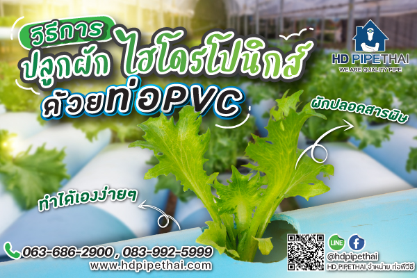 ปลูกผักไฮโดรโปนิกส์ด้วยท่อ-PVC ปลูกผักไฮโดรโปนิกส์ด้วยท่อ-PVC