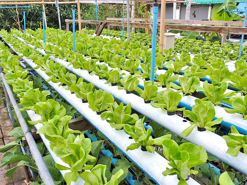 วิธีการทำราง ปลูกผักไฮโดรโปนิกส์ด้วยท่อPVC วิธีการทำราง ปลูกผักไฮโดรโปนิกส์ด้วยท่อPVC